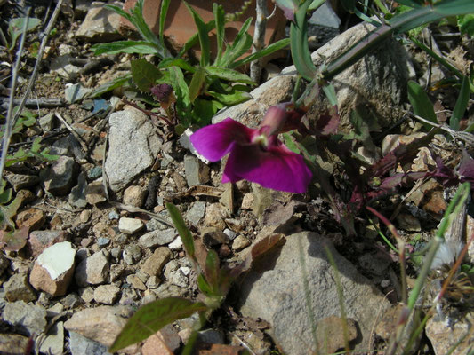 Lathyrus tingitanus