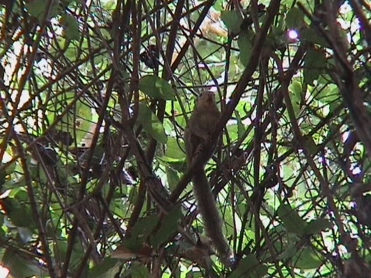 Gambian Sun Squirrel