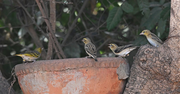 Ploceus nigricollis - Oilive naped_Black-necked Weaver