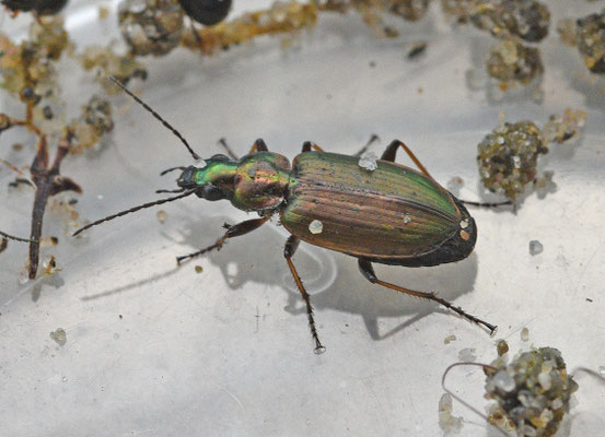 Agonum marginatum - Geelrandsnelloper