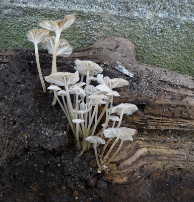 Mycena speirea - Kleine breedplaatmycena