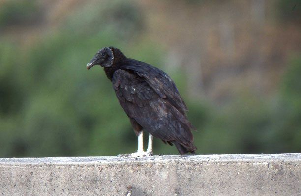 Black Vulture