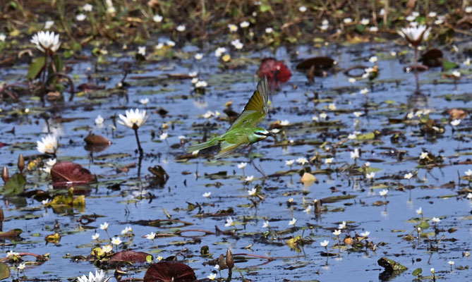 Merops persicus - Blue-cheeked Bee-eater