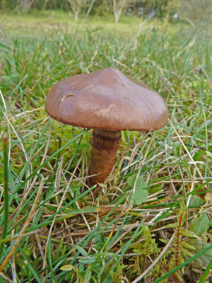Chroogomphus rutilus - Koperrode spijkerzwam