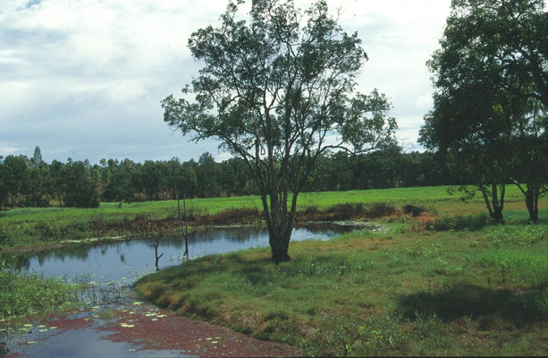 Abattoir Swamp