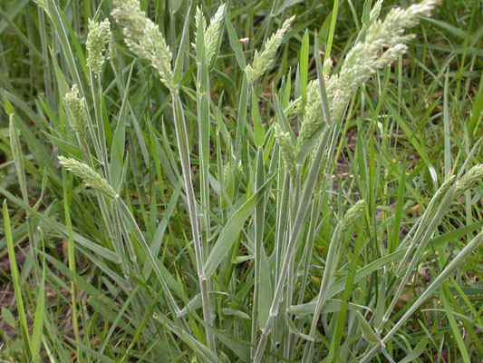 Holcus lanatus - Gestreepte witbol