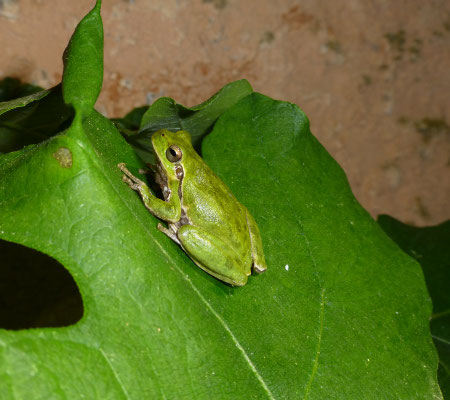 Hyla sarda