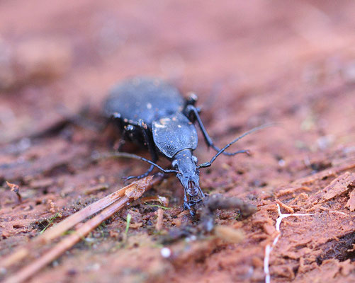 Cychrus caraboides - Lederslakkenloopkever