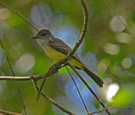 Short-crested Flycatcher