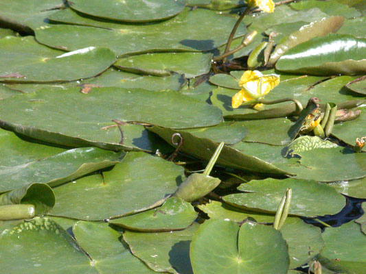 Nymphoides peltata - Watergentiaan