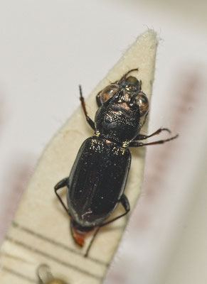 Notiophilus palustris - Moerasspiegelloopkever