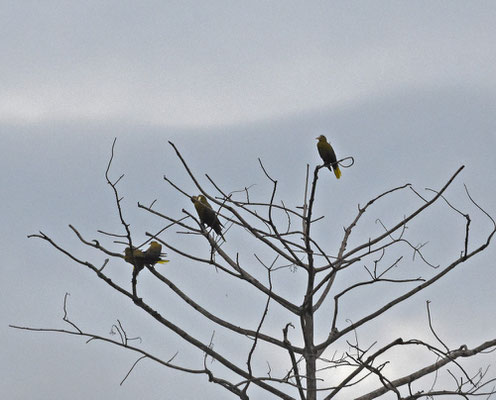 Green Oropendola