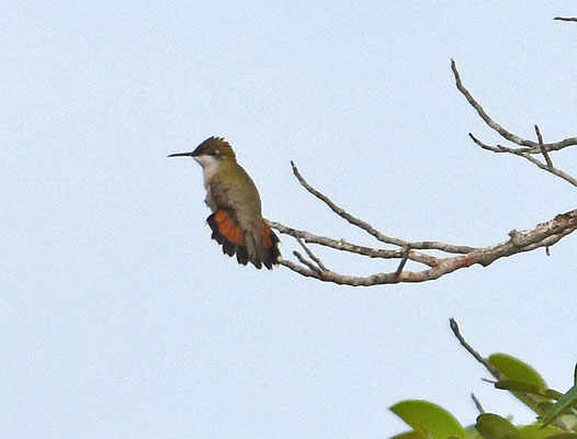 Ruby-topaz Hummingbird