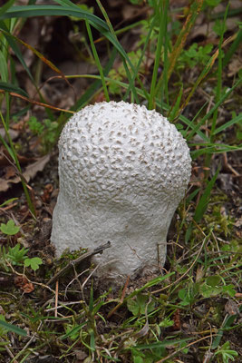 Ruitjesbovist (Calvatia utriformis)