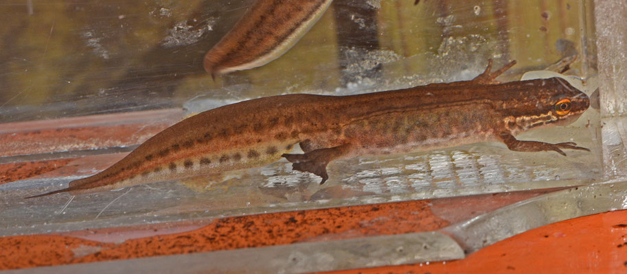 Vinpootsalamander