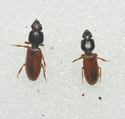 Clivina collaris - Akkergraver