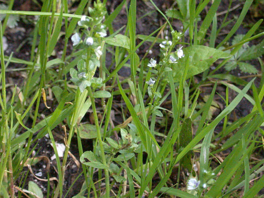 Veronica serpyllifolia - Tijmereprijs