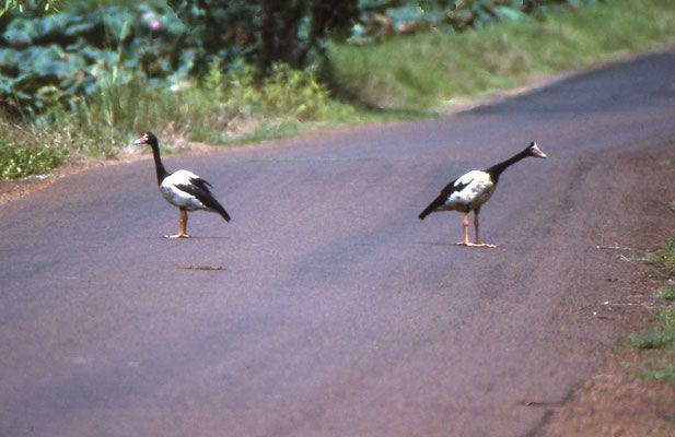 Magpie Goose