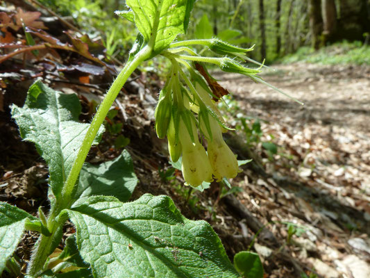 Onosma arenaria