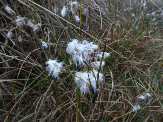 Veenpluis (Eriophorum angustifolium)