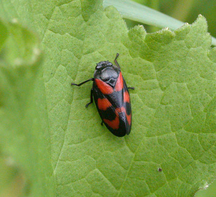 Cercopis vulnerata - Bloedcicade