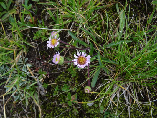 Erigeron uniflorus
