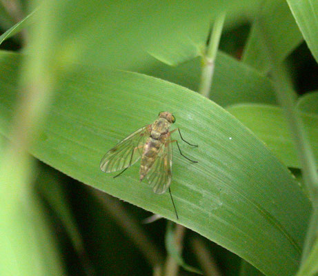 Chrysopilus asiliformis - Geelpootgoudlokje