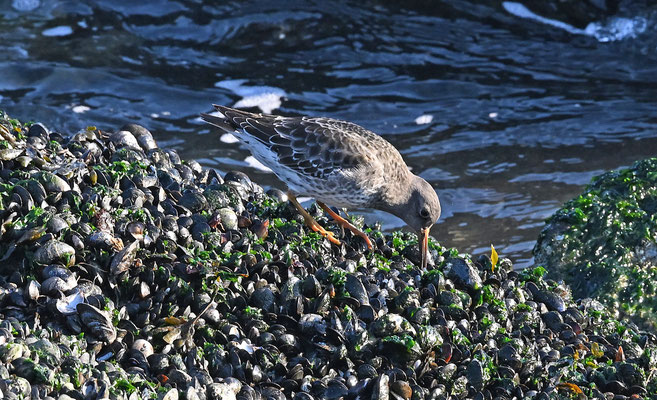 Paarse Strandloper