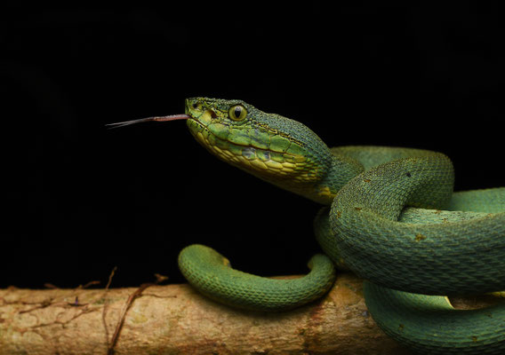 Bothriopsis bilineata bilineata - Groene Boomlanspuntslang (Papegaaislang)