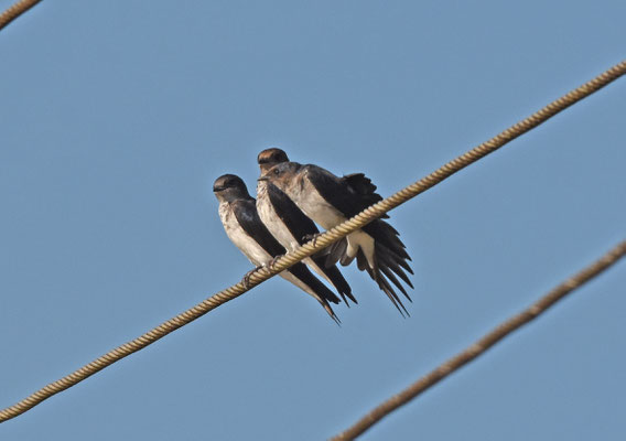Gray-breasted Martin