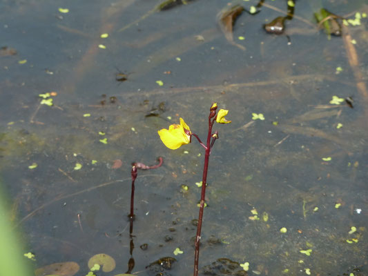 Utricularia vulgaris - Groot blaasjeskruid