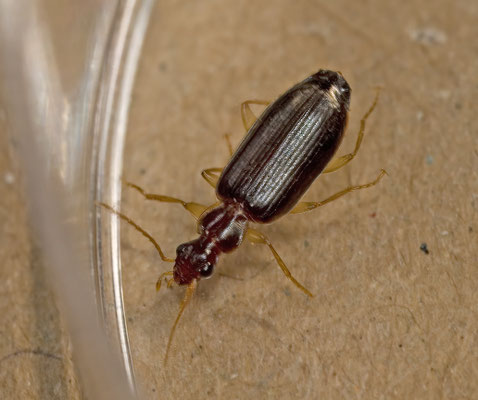 Dromius meridionalis - Kustschorsloper