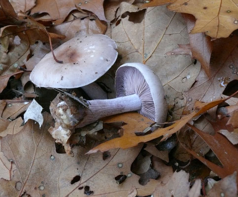 Lepista sordida - Vaalpaarse schijnridderzwam