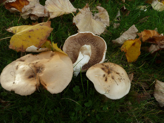 Hebeloma crustuliniforme - Radijsvaalhoed