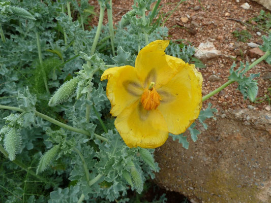 Glaucium flavum