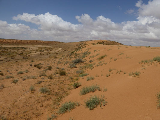 zandduinen