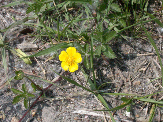 Potentilla reptans - Vijfvingerkruid