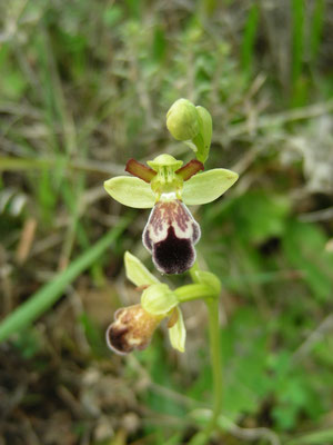 Ophrys fusca - Bruine ophrys