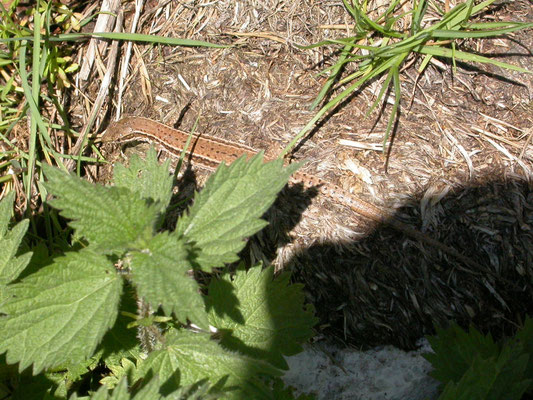 muurhagedis (Podarcis muralis)
