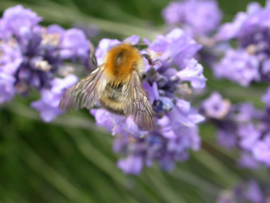 Bombus pascuorum - Akkerhommel