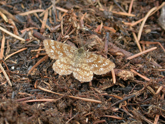 Ematurga atomaria - Gewone heidespanner