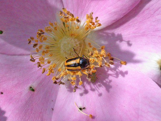 Cryptocephalus vittatus