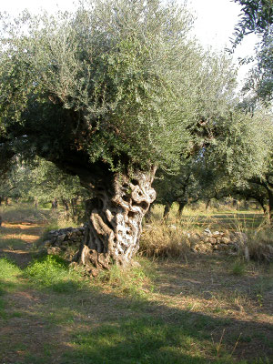 Olea europaea - Olijf