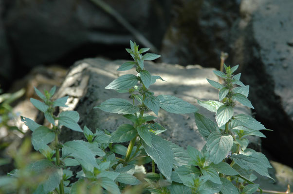 Mentha aquatica - Watermunt