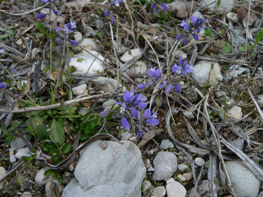 liggende vleugeltjesbloem (Polygala serpyfolia)