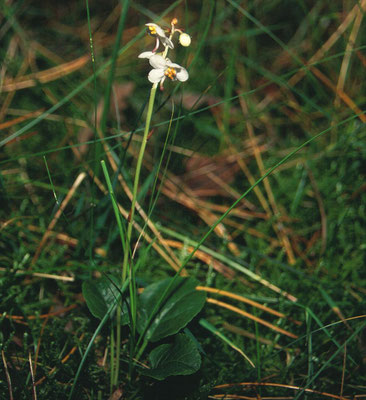 Pyrola rotundifolia - Rondbladig wintergroen