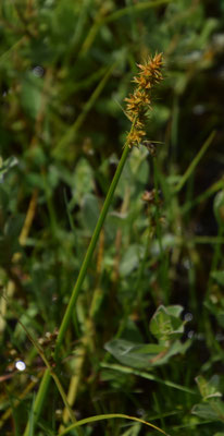 Carex otrubae - Valse voszegge