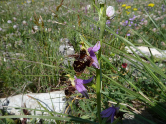 Ophrys scolopax