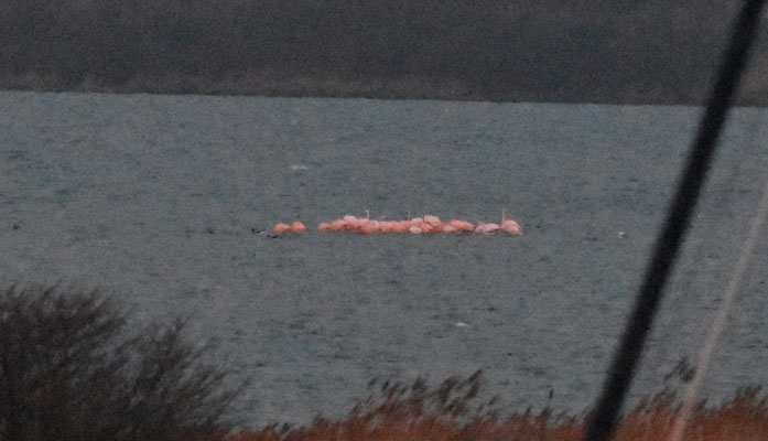 Flamingo, rondje Delta