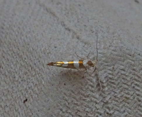 Argyresthia goedartella - Berkenpedaalmot